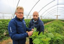 Szkodniki malin w czerwcu. Gdzie i jak ich szukać?