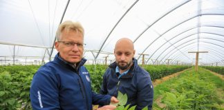 Szkodniki malin w czerwcu. Gdzie i jak ich szukać?