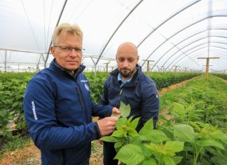 Szkodniki malin w czerwcu. Gdzie i jak ich szukać?