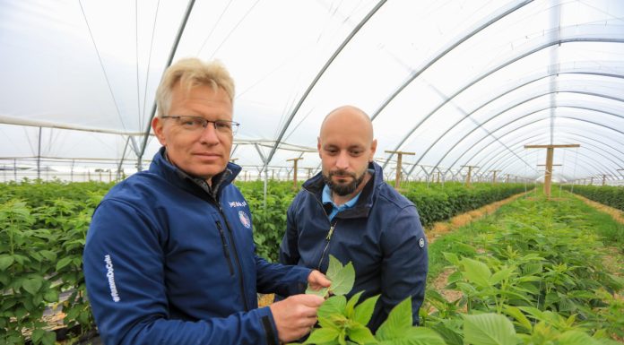 Szkodniki malin w czerwcu. Gdzie i jak ich szukać?