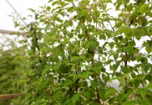 Maliny z sadzonek long cane. Zaczyna się kwitnienie