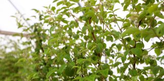 Maliny z sadzonek long cane. Zaczyna się kwitnienie