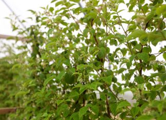 Maliny z sadzonek long cane. Zaczyna się kwitnienie