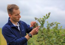 Nawożenie borówki. Co zrobić żeby wszystkie jagody były duże i trwałe?