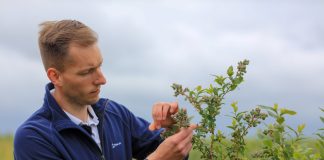 Nawożenie borówki. Co zrobić żeby wszystkie jagody były duże i trwałe?