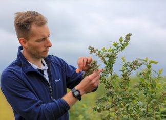 Nawożenie borówki. Co zrobić żeby wszystkie jagody były duże i trwałe?