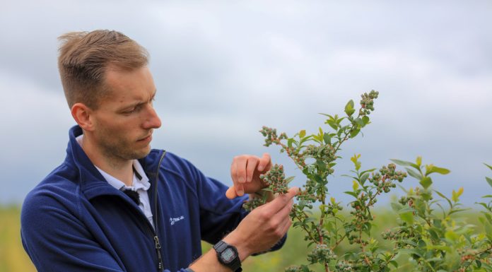 Nawożenie borówki. Co zrobić żeby wszystkie jagody były duże i trwałe?