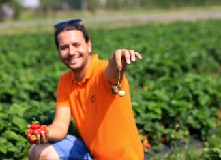 Dzieje się w truskawkach! Szara pleśń, antraknoza i wciornastki