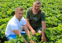 Truskawki. Dobrze ALBO wcale!