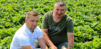 Truskawki. Dobrze ALBO wcale!