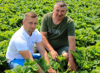 Truskawki. Dobrze ALBO wcale!