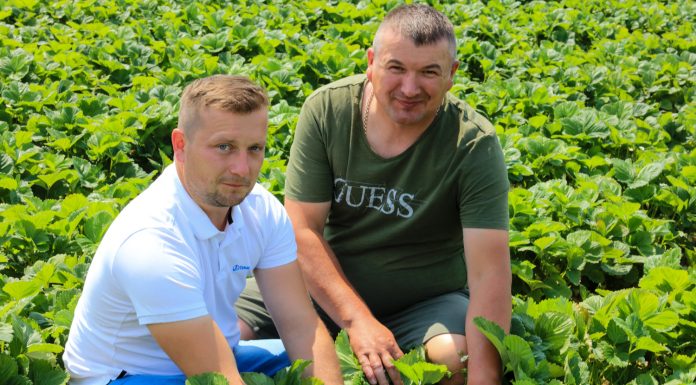 Truskawki. Dobrze ALBO wcale!