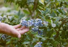 W Lidlu zagoszczą borówki od polskich dostawców