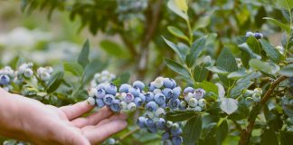W Lidlu zagoszczą borówki od polskich dostawców