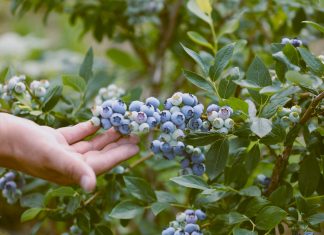 W Lidlu zagoszczą borówki od polskich dostawców