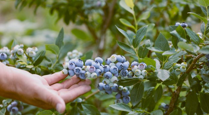 W Lidlu zagoszczą borówki od polskich dostawców