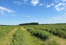 Porzeczek czarnych nie będzie w tym roku!