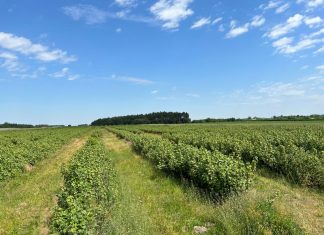 Porzeczek czarnych nie będzie w tym roku!