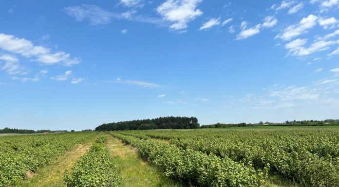 Porzeczek czarnych nie będzie w tym roku!