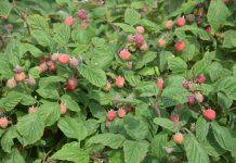 Maliny drożeją w ekspresowym tempie – Ukraina i Serbia w centrum uwagi rynku mrożonek