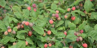 Maliny drożeją w ekspresowym tempie – Ukraina i Serbia w centrum uwagi rynku mrożonek