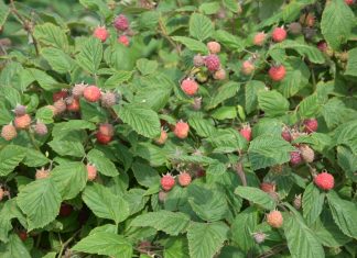 Maliny drożeją w ekspresowym tempie – Ukraina i Serbia w centrum uwagi rynku mrożonek