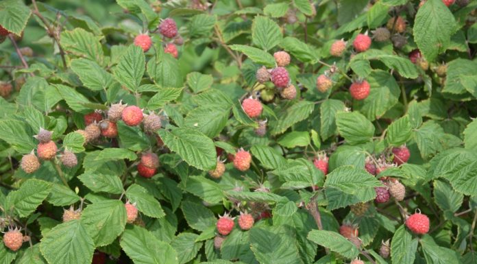 Maliny drożeją w ekspresowym tempie – Ukraina i Serbia w centrum uwagi rynku mrożonek