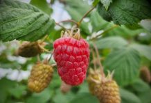 Czy może być jeszcze taniej? Ceny truskawek i malin z dn. 13.06.2023