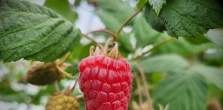 Czy może być jeszcze taniej? Ceny truskawek i malin z dn. 13.06.2023