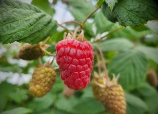 Postulaty ZSRP dotyczące malin przedstawione w MRiRW