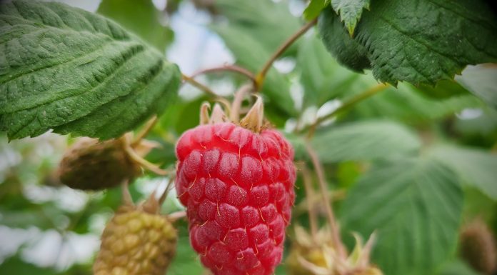 Czy może być jeszcze taniej? Ceny truskawek i malin z dn. 13.06.2023