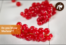 Wczesna odmiana czerwonej porzeczki o słodkich owocach