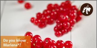 Wczesna odmiana czerwonej porzeczki o słodkich owocach