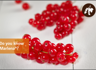 Wczesna odmiana czerwonej porzeczki o słodkich owocach