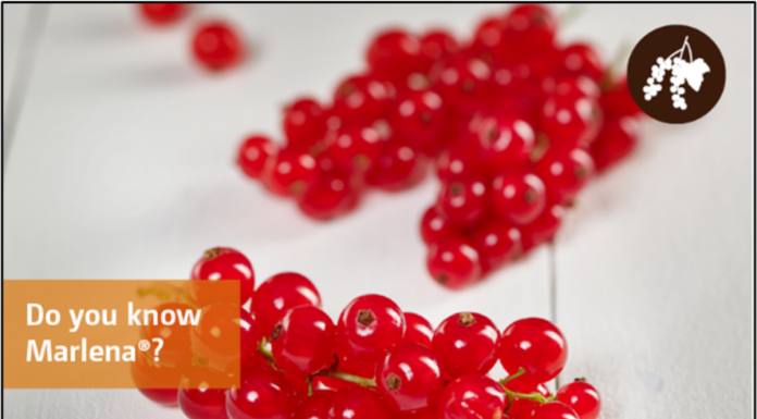 Wczesna odmiana czerwonej porzeczki o słodkich owocach