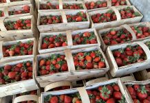 Truskawkowa huśtawka cen w Nowym Przybojewie (2 czerwca 2023 roku)