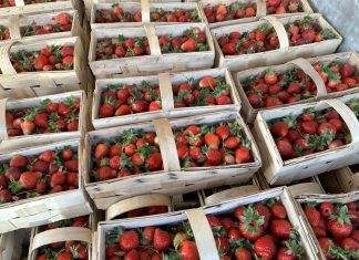 Truskawkowa huśtawka cen w Nowym Przybojewie (2 czerwca 2023 roku)