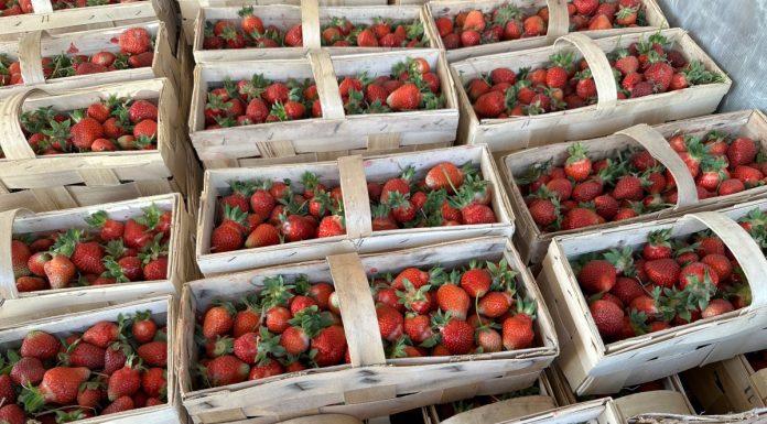 Truskawkowa huśtawka cen w Nowym Przybojewie (2 czerwca 2023 roku)