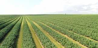 Branża owocowo-warzywna alarmuje: nowe unijne regulacje mogą doprowadzić do załamania produkcji i przetwórstwa Unijne regulacje mogą wywołać kryzys w produkcji i przetwórstwie owoców i warzyw