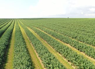 Branża owocowo-warzywna alarmuje: nowe unijne regulacje mogą doprowadzić do załamania produkcji i przetwórstwa Unijne regulacje mogą wywołać kryzys w produkcji i przetwórstwie owoców i warzyw