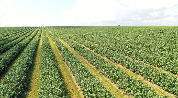 Branża owocowo-warzywna alarmuje: nowe unijne regulacje mogą doprowadzić do załamania produkcji i przetwórstwa Unijne regulacje mogą wywołać kryzys w produkcji i przetwórstwie owoców i warzyw