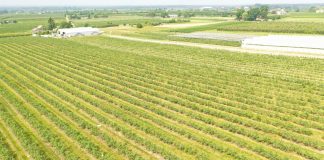 Ochrona borówki na przełomie czerwca i lipca