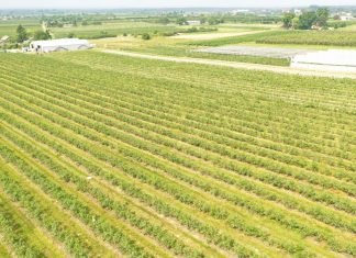 Trudny rok dla owoców jagodowych – spadki produkcji nawet o 1/4!