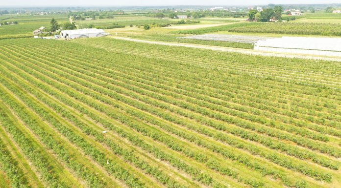 Trudny rok dla owoców jagodowych – spadki produkcji nawet o 1/4!