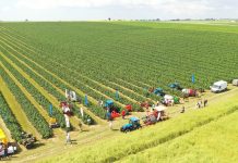 Pokazy porzeczkowe tuż przed zbiorami 2023