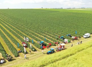 Pokazy porzeczkowe tuż przed zbiorami 2023