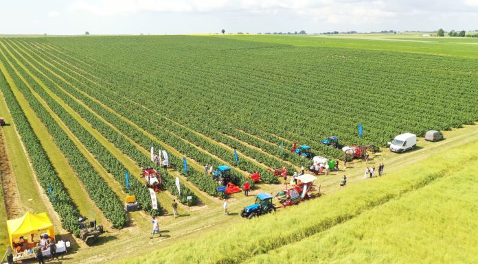 Pokazy porzeczkowe tuż przed zbiorami 2023