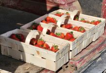 Ceny spadają! Truskawki i maliny na rynkach hurtowych (6.06.2023)