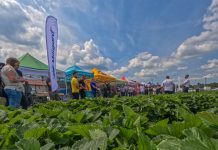 Praktyczna wiedza o uprawie truskawek i unikatowa kolekcja odmian