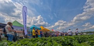 Praktyczna wiedza o uprawie truskawek i unikatowa kolekcja odmian